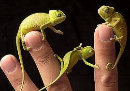 Even hatchlings from the same clutch can be different colors. Chameleon Facts For Kids