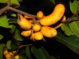 Image result for Uvaria welwitschii