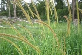 Image result for Setaria sphacelata