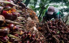 Meskipun kelapa sawit hanya menyebabkan 0,4% deforestasi dunia, hal ini membawa pengaruh besar di sejumlah tempat seperti indonesia dan malaysia karena menyebabkan kerusakan sampai 50% di beberapa daerah. Malaysia Lockdown Harga Sawit Berpotensi Meningkat Market Bisnis Com