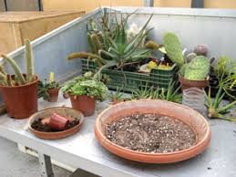 Des galets et des petites pierres. Quand Et Comment Rempoter Les Cactus