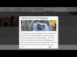He's my son's hedgehog and he is working now. California Pet Hedgehogs For Sale Breeders Illegal Youtube