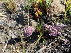 Image result for Ancylobothrys robusta