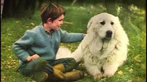 Race de chien de belle et sebastien. Les Animaux Dans Belle Et Sebastien
