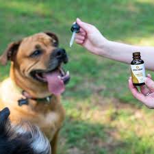 We did not find results for: Cbd For Pets The Benefits Risks Products To Use Tatler Hong Kong