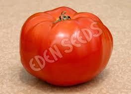 Check spelling or type a new query. Tomato Silvery Fir Tree Eden Seeds
