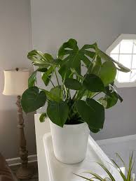 Image result for Nesaea sarcophylla