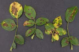 Small patches increase, the leaves turn yellow, then turn brown and fall off. What S Wrong With My Plant Garden University Of Minnesota Extension