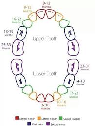 Guide For When Baby Teeth Appear Baby Teething Schedule
