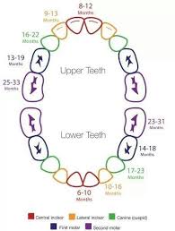 guide for when baby teeth appear baby teething schedule