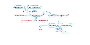 Fibrinolisis Y Anticoagulacion Fisiologica Farmacologia Hematologia Enfermeria