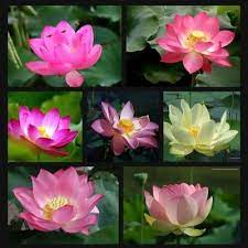 Lotus Flower Bomb Rndmactsofconvo Twitter