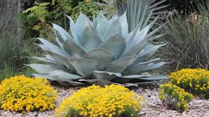 We did not find results for: Succulents And Cacti In The Winter Landscape Garden Style San Antonio