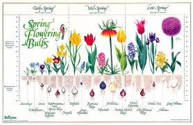 bulb chart bloom time and planting depth for spring