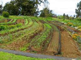 5 Permiculture Tips From The Pro S Natural Living Mamma Permaculture Gardening Permaculture Design Forest Garden