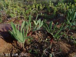 Image result for Eriospermum