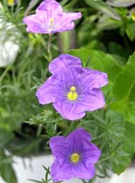 Image result for Nierembergia hippomanica