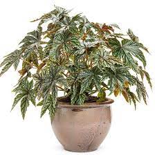 New Annuals For 2015 Foliage Plants Begonia Annual Garden