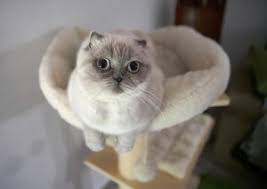 Scottish Fold Kedisi Ozellikleri Ve Bakimi Kedi Blog