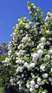Check spelling or type a new query. Viburnum Opulus Roseum Snowball Tree For Sale Online Uk Irl Viburnum Opulus Flowering Trees White Gardens