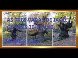 Resultado de imagem para A vara do Álamo