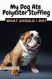 My Dog Ate Polyester Stuffing What Should I Do Our Fit Pets In 2021 Dogs Dog Eating Cat Advice
