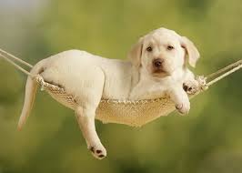 English lab puppies for sale. Yellow Lab Puppy Greeting Card For Sale By John Daniels