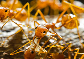 Provides the highest quality professional pest elimination services to customers throughout upstate sc. Pest Control Service Anderson Sc Pest Control Service Near Me Pest Tec