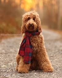 Im not an expert but here is the gene break down! Oliver Medium F1b Goldendoodle Instagram Oliverthegoldendoodle Goldendoodle Doodle Dog Puppies