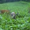 Spreading fertilizer in a food plot with a shoulder spin seeder. Https Encrypted Tbn0 Gstatic Com Images Q Tbn And9gctd5tjofk3dlvbb Ziwnfe4ov9lcfwt4q7evggxgkr75kojjgir Usqp Cau