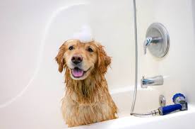 Hours may change under current circumstances Paws Pet Resorts Stay N Play