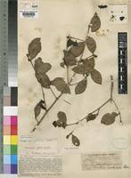 Image result for Cassipourea fanshawei