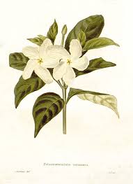 Tabernaemontana Divaricata Pinwheel Flower Botanical Drawings Botanical Illustration Illustration