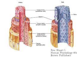Pin On Deep Vein Thrombosis