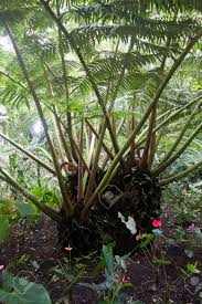 Image result for Marattiaceae