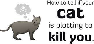 He was very young, at seven months barely an adolescent. How To Tell If Your Cat Is Plotting To Kill You The Oatmeal