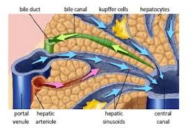 The portal vein or hepatic portal vein (hpv) is a blood vessel that carries blood from the gastrointestinal tract, gallbladder, pancreas and spleen to the liver. Medical Student Review The Liver Sinusoids Triads Portal Vein And Artery