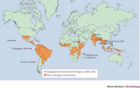 Image result for Dengue