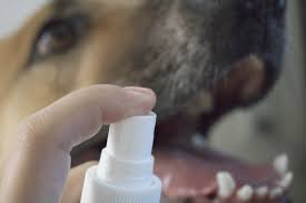 10 ways to clean your dog s teeth