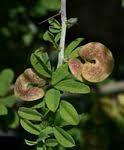 Image result for Indigofera soutpansbergensis