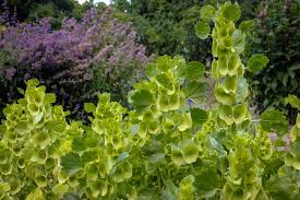 Image result for Moluccella