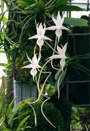 Image result for Aerangis splendida