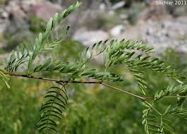 Image result for Prosopis glandulosa