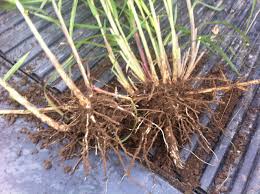 Check spelling or type a new query. How To Reduce The Establishment Costs Of Miscanthus