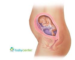 Pin On Fetal Development Week By Week