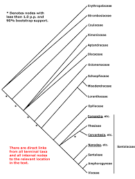 Image result for Nesogenaceae