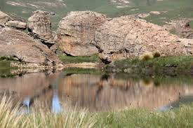 Image result for Corycium dracomontanum