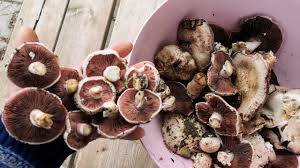 Hindistan'da büyük panik yaratan kara mantar hastalığı, orta doğu'ya da sıçradı. Cayir Mantari Ici Kizil Mantari Youtube