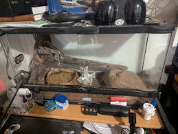 Anyone have any Great Dane puppies(must be under 6 months but perfer  younger) a friend of mine just lost her 8 year old Dane and she doesn't  have a lot of money