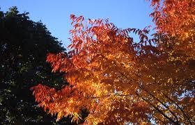 An excellent street and lawn tree, it has glossy foliage that displays handsome deep purple fall color. Autumn Purple Ash Glover Nursery